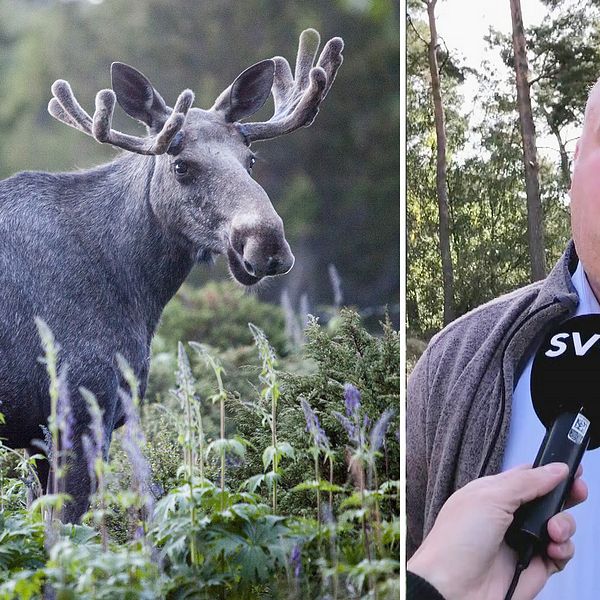 Jonas Paulsson är ordförande i Jägareförbundet Skåne. De driver en kampanj för att älgen ska räddas.