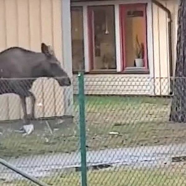 Älg hoppar genom fönsterruta.