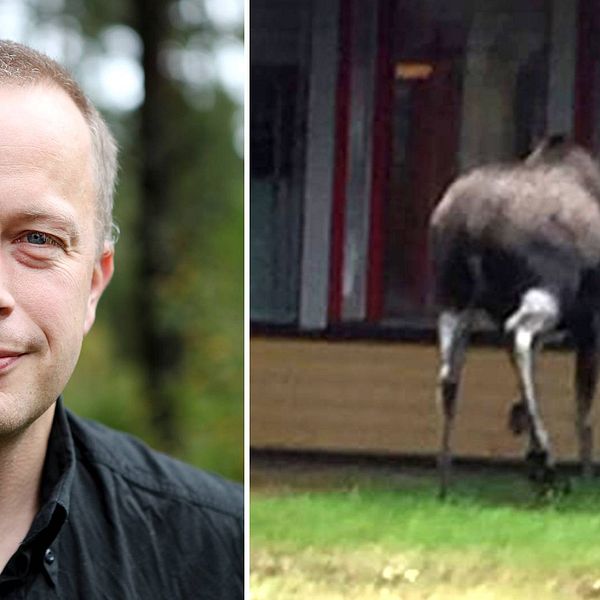 Professor Göran Ericsson på Sveriges lantbruksuniversitet.