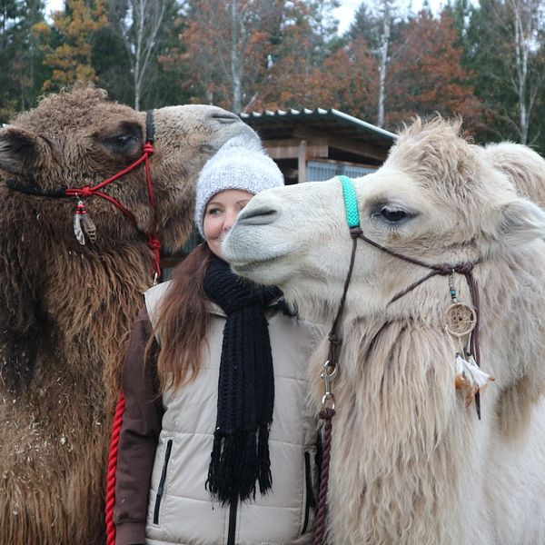två kameler med indianträns på