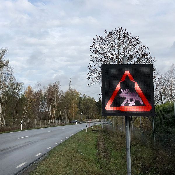Varning för älgar skylt längs en landsväg. Skylten visar en bild av en älg på en röd varningsbakgrund, omgiven av träd och en grå himmel.
