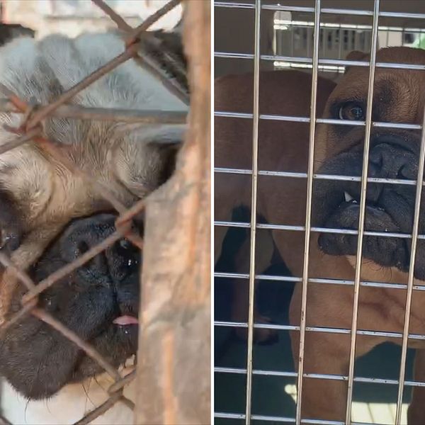 ”Så länge vi inte tar tag i det här och människor kan smuggla hundar kommer det bara bli värre”, säger Gunnel Hellman vid Tullverket. Bilderna visar hundar som en ungersk djurrättsorganisation omhändertog från uppfödare våren 2019.