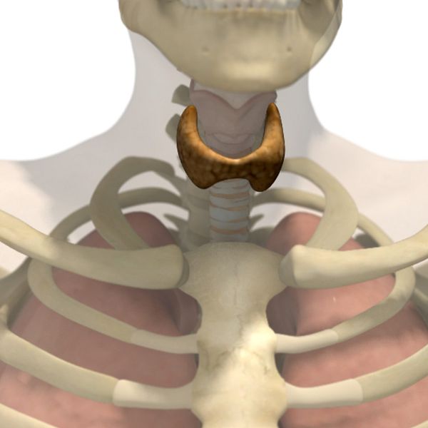 Sköldkörteln styr ämnesomsättningen via produktion av hormoner.