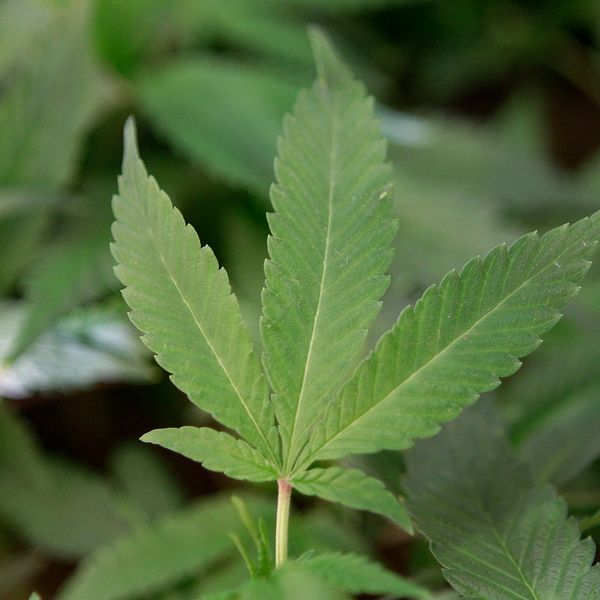 Bild på en cannabisplanta.