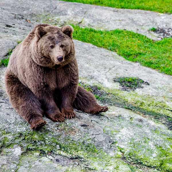 En björn som sitter på marken.