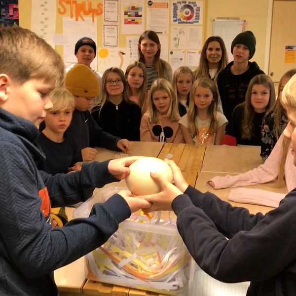 skolbarn visar strutsägg på svärtingehus utanför norrköping