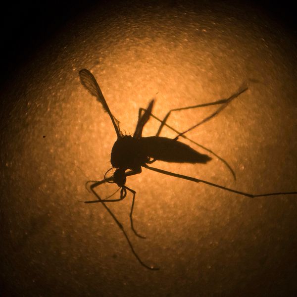 Myggor sprider zikavirus
