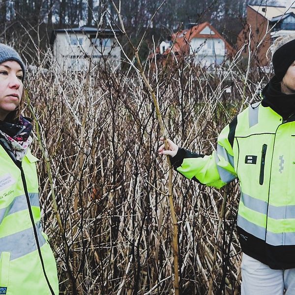 Två kvinnor från Helsingborgs stadsbyggnadsförvaltning står framför ett vildvuxet område parkslide
