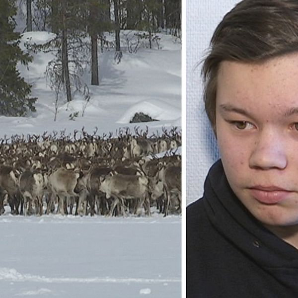 Stor flock med renar och bild på ung kille med kort brunt hår