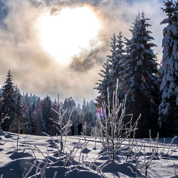 Ett snöigt skogslandskap med sol i himlen.