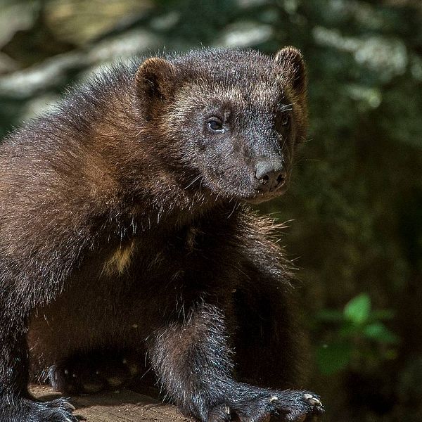 Bild på järv på Skansen