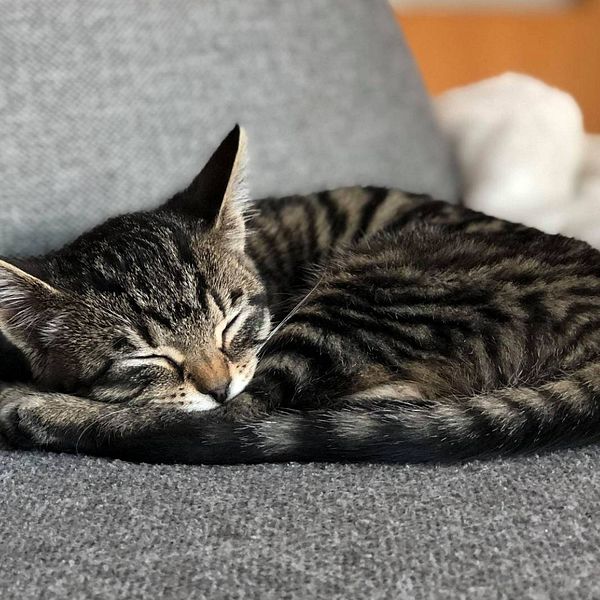 Katten Stella , närbild på en kattunge som sover i soffan