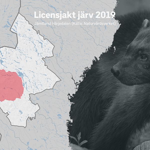 Karta över Jämtlands län med ett område rödmarkerat. Inom området pågår licensjakt på järv.