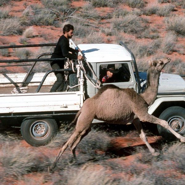 Ranchägare i Australien som jagar och fångar en dromedar. Arkivbild