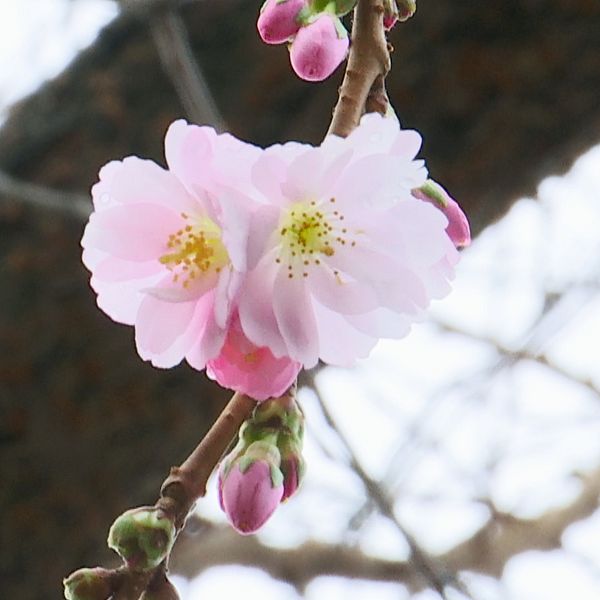 körsbärsblom i Kungsträdgården i januari