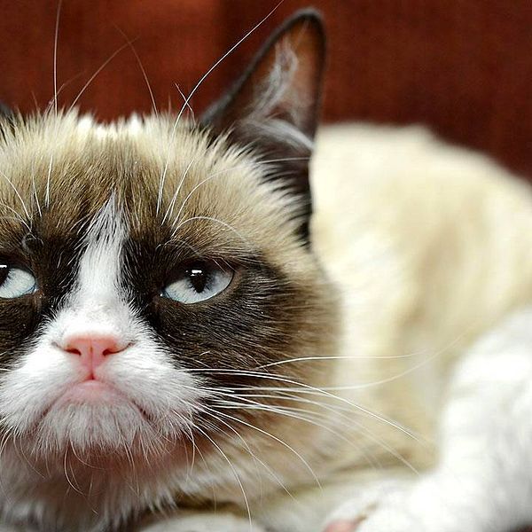 ”Grumpy Cat”