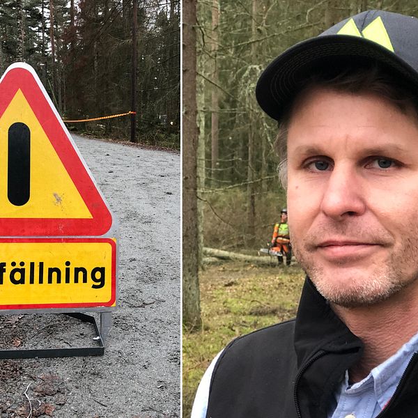 Mårten Gustavsson, skogsinspektor på Mellanskog.