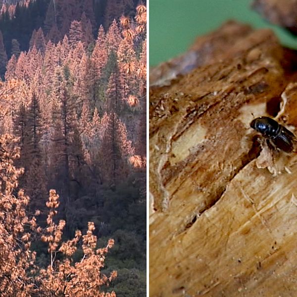 Ett foto av barrskog i USA som har torkat ut och ett foto av en barkborre.