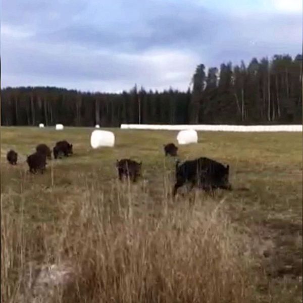 Här filmar Ingemar Stålberg vildsvin på nära håll i Forshaga.