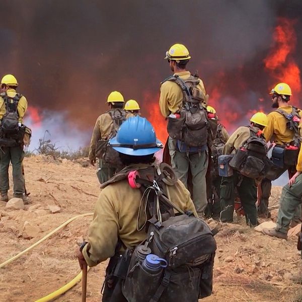 En grupp brandmän i Kalifornien som tittar på en grässlänt som brinner.