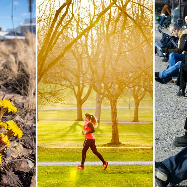 Kollage över vårtecken, som tussilago, joggande kvinna i park och människor som solar på bänkar.