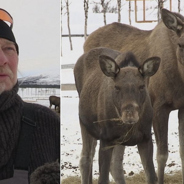 Turistföretagaren Matti Blind Berg till vänster, älgar som mumsar på ensilage till höger.