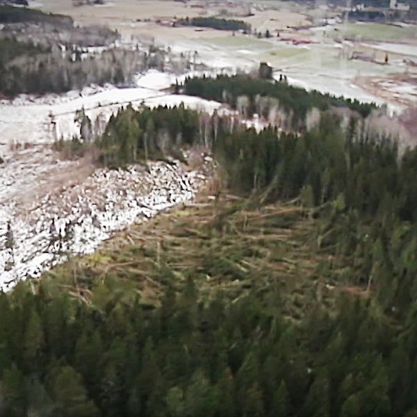 Flygbild över stormskadad skog nära Hudiksvall efter stormen Dagmar 2011.