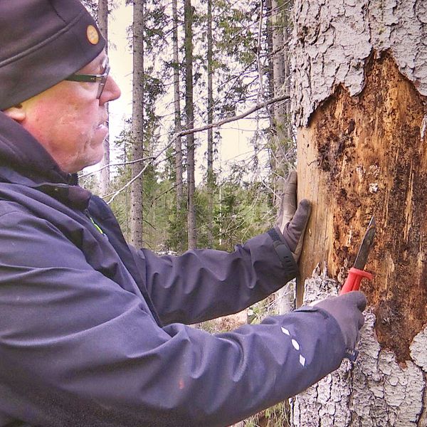 Nils Frank på Skogsstyrelsen visar skador efter granbarkborre i en skog i norra Hälsingland.