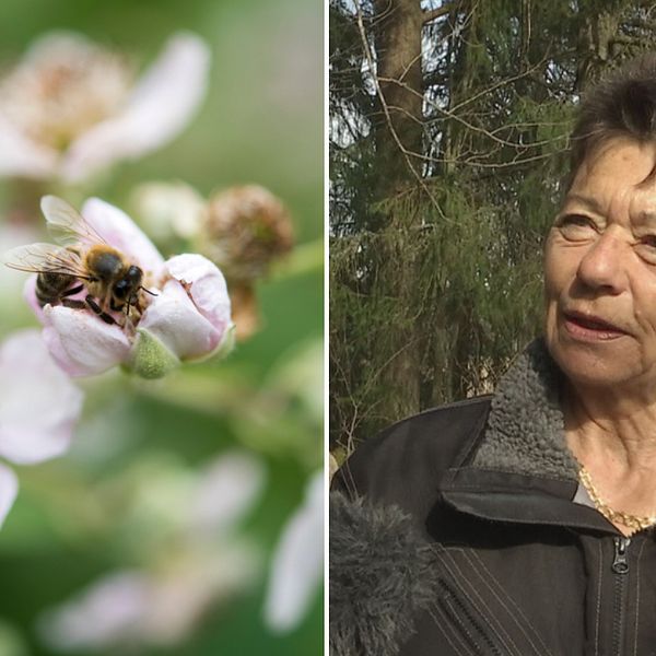 En geting på en blomma bredvid en bild på biodlaren Marianne Holm.