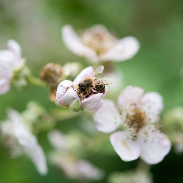 Ett bi i en blomma.