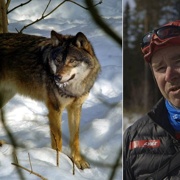 Bild på varg i snö (från Skansen), bild på man i röd mössa, solglasögon, svart jacka och blå halsduk.