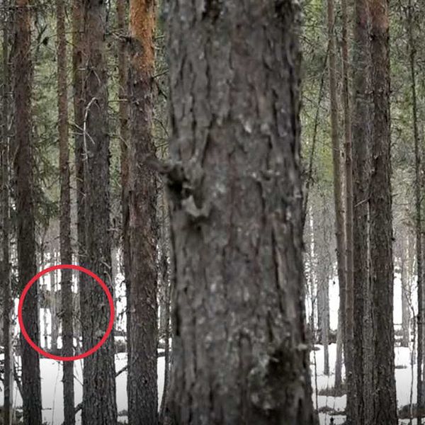 Två älgar ute i skogen, bakom en massa trädstammar. Älgarna är inringade med röda ringar.