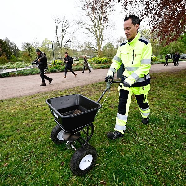 Lunds kommunalråd Philip Sandberg gödslar gräsmattor med hönsgödsel i Lunds Stadspark, som är avstängd under valborgsmässoafton.