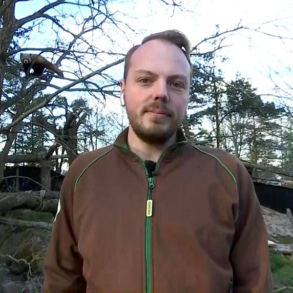 röd panda arjun ottilia kolmården Rickard Sjödén informationsansvarig