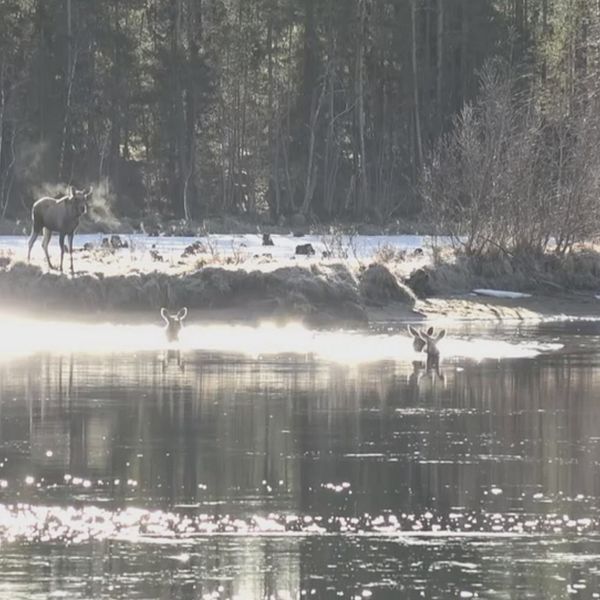 Älgar i solsken