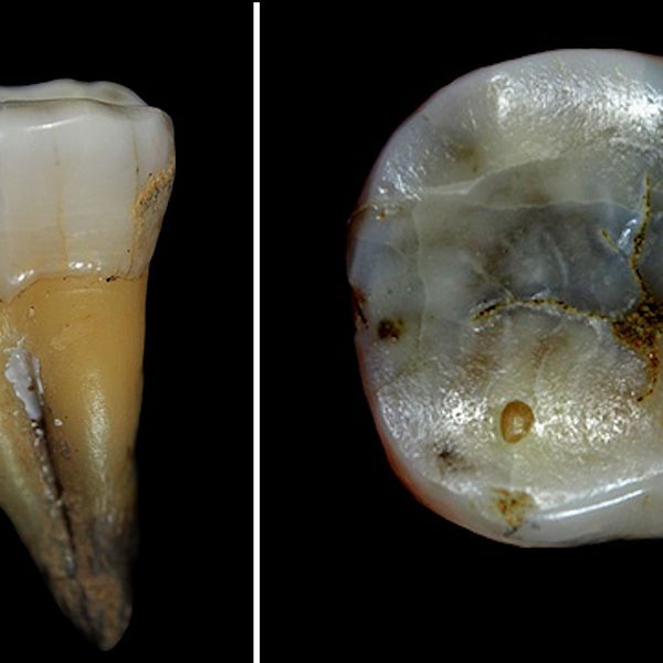 En 46 000 år gammal tand har hittats i en grotta i Bulgarien.