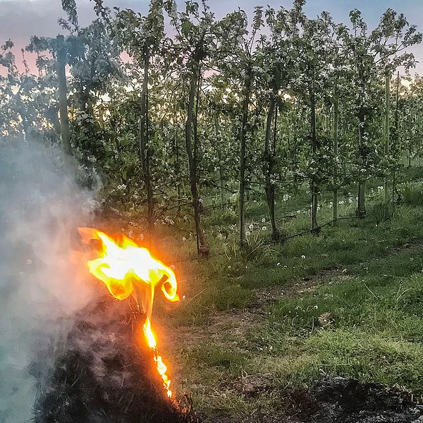 Halmbalar eldas på Solnäs gård i Fjelie utanför Lund för att skydda åppleodlingen från frost.
