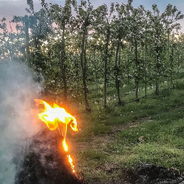 Halmbalar eldas på Solnäs gård i Fjelie utanför Lund för att skydda åppleodlingen från frost.
