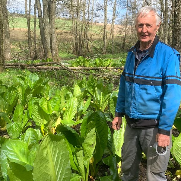 Iwe Axelsson har bott vid Vinån i Falkenberg sedan 80-talet. Skunkkallorna på hans mark har bara blivit fler och fler.