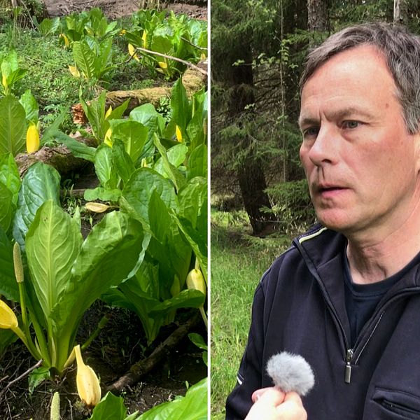 Gul skunkkalla är en av de invasiva arter i Värmland som måste utrotas, berättar naturvårdshandläggaren Dan Mangsbo. Hör mer i klippet ovan.