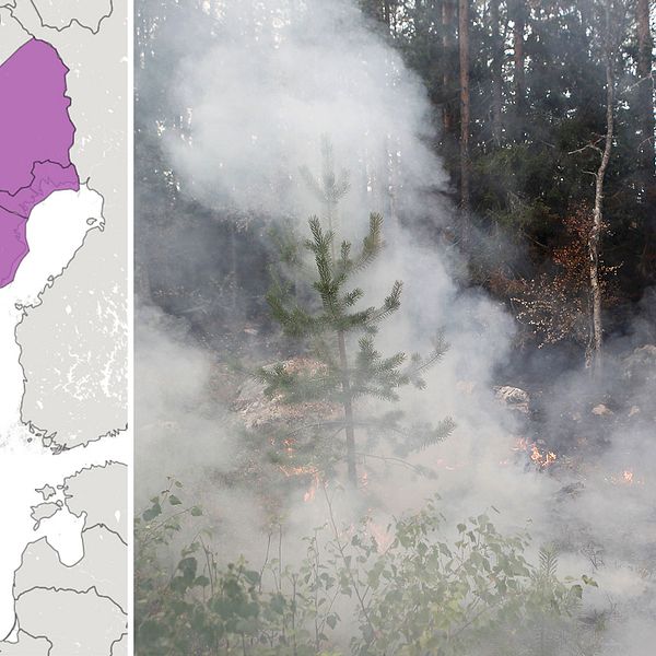 SMHI:s varningskarta visar att det är förhöjd skogs- och gräsbrandrisk i stora delar av landet (de lilafärgade områdena).