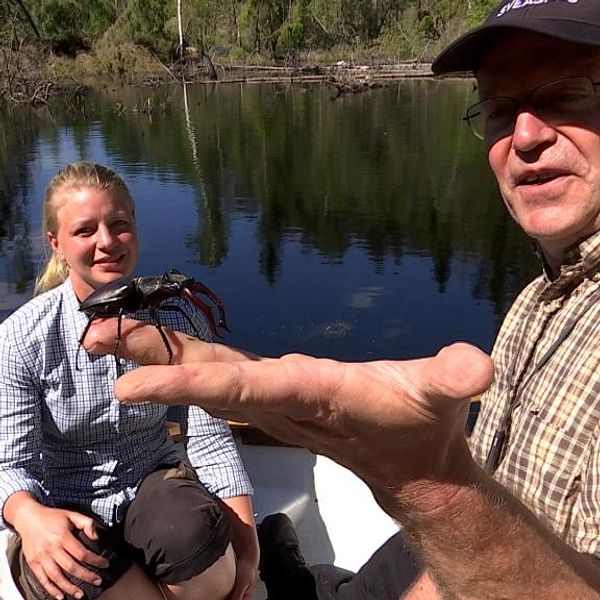 Ekoxe sitter på ett finger i förgrunden. Louise Åkerstedt och Björn från Sveaskog