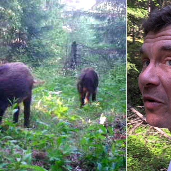 delad bild på två vildsvin i skogen, samt närbild på en man – Joel Salo