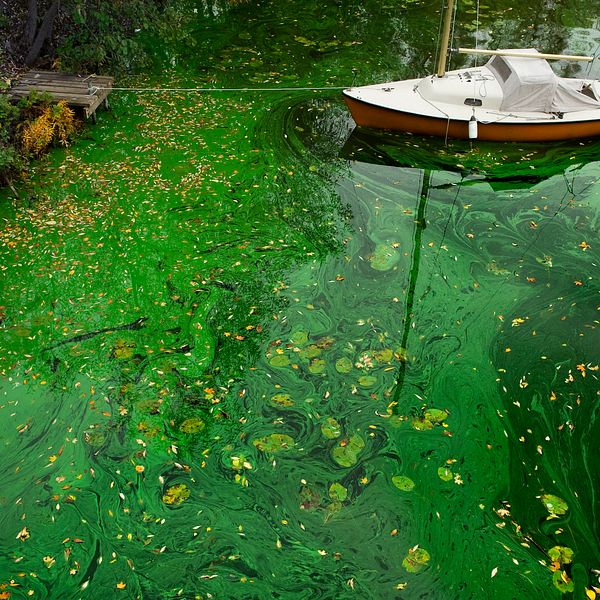 Jättemycket gröna plankton som syns i vattnet kring en båt som ligger förtöjd vid en brygga.