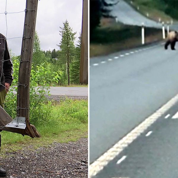 TVå bilder. Den ena visar en viltstängselgrind med en man som står bakom och den andra bilden visar en björn på en väg.