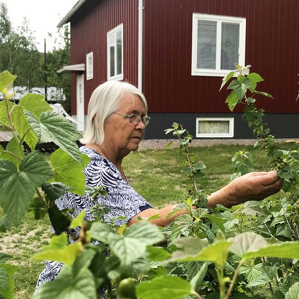 Astrid Ingegerd Gröning känner på några omogna svarta vinbär som växer från en buske.