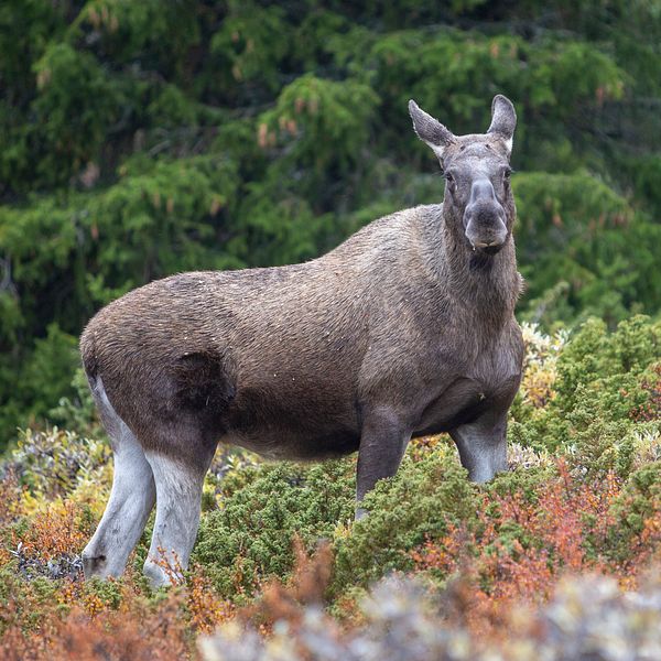 En älgkalv tittar mot kameran från skogen