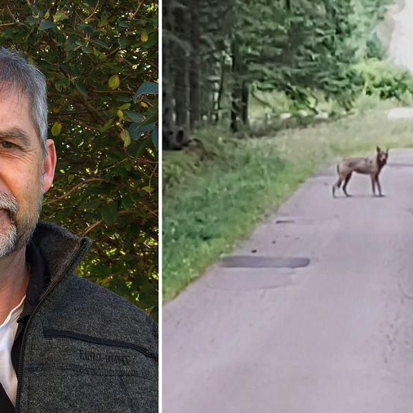 Martin Broberg är naturvårdshandläggare på Länsstyrelsen i Halland och vill gärna ha in alla observationer av vargen som går att få.