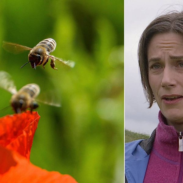 Dubbelbild. Till vänster två bin som är på väg att landa på en röd vallmo. Till vänster en intervjubild på en brunhårig kvinna mer rosa tröja och blå jacka.