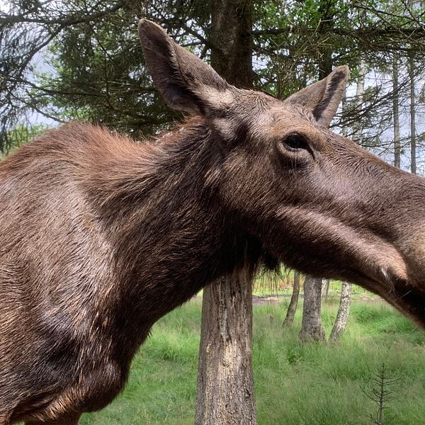 Älg på Smålandet i Markaryd.